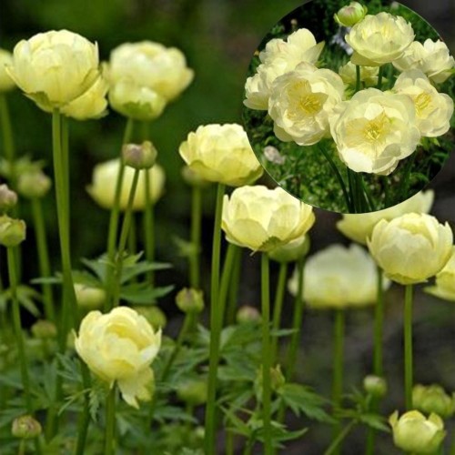 Trollius cultorum 'New Moon' - Aed-kullerkupp 'New Moon' P9/0,55L  